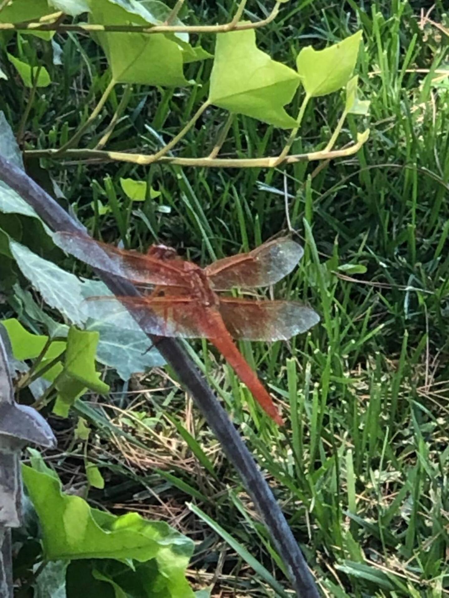 Dragonfly Cottage - Wend'Y Place Off Page Spring Cottonwood Esterno foto